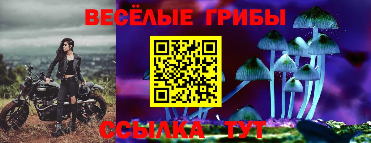 Галлюциногенные грибы Psilocybe Сыктывкар